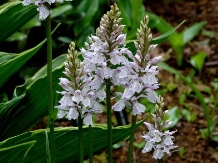 Dactylorhiza-nycklar i blom, okänd art, med ljus lila blommor och fläckiga blad i en lundmiljö.