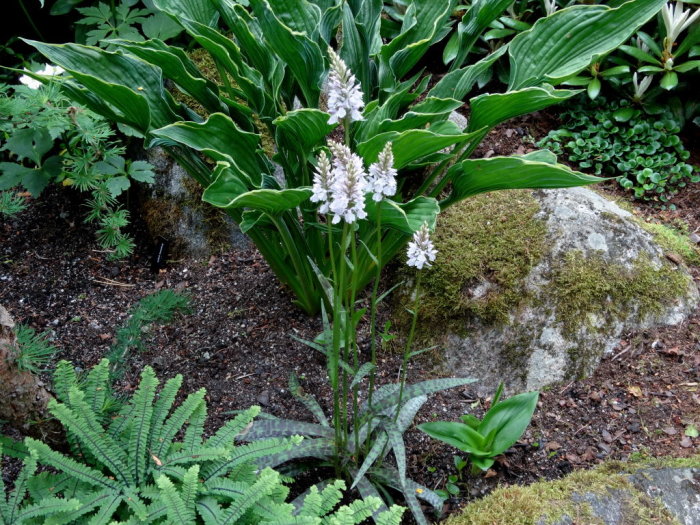 Orkidéer av släktet Dactylorhiza i blom i en lundmiljö med omgivande grönska och stenar.