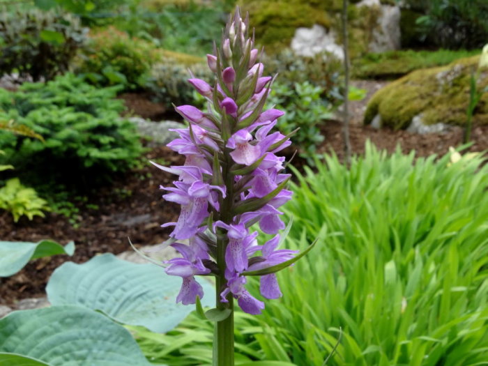 En Dactylorhiza-orkidé med blommande lila blommor i en trädgård, utan fläckiga blad.