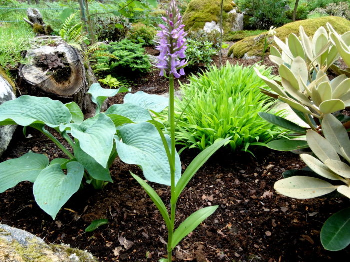 Ljuslila Dactylorhiza-orkidé i blom i en trädgårdsmiljö med omgivande bladverk och stenar.