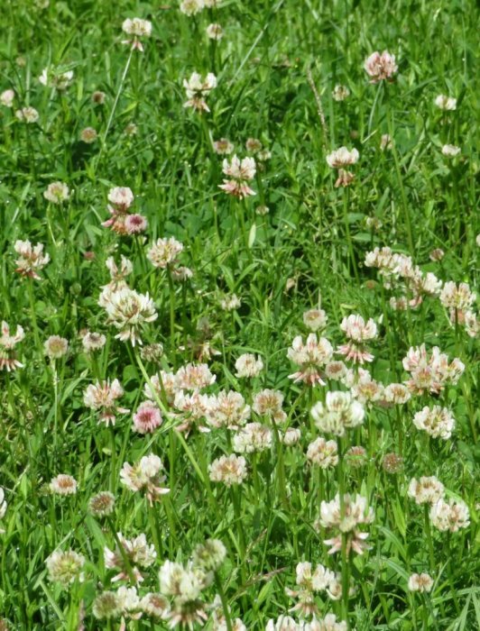 En blommande äng med vitklöver som visar vita och rosa blomhuvuden bland grönt gräs i solljus.