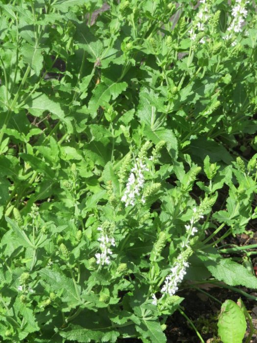 Blommande stäppsalvia med gröna blad och vita blommor i en trädgård, odlad för doft och att locka humlor.