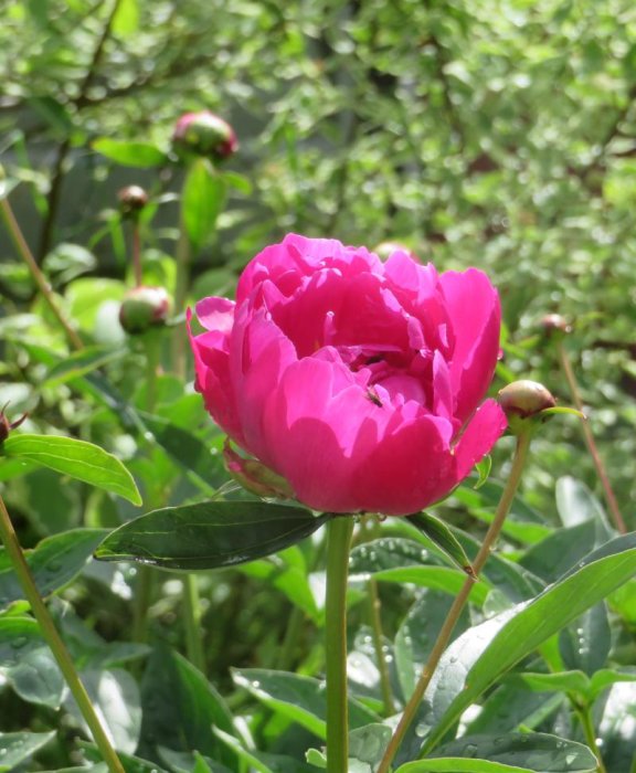 Blommande rosa pion med knoppar och gröna blad, droppar synliga på bladen.