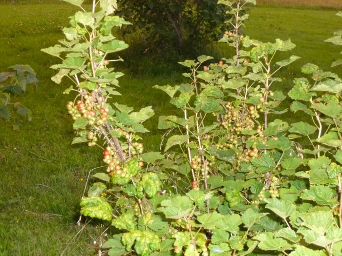 Röda vinbärsbuskar med omogna bärtuvor i en trädgård.