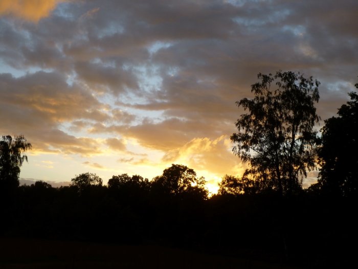 Solnedgång med orange och gula färger på himlen, silhuetter av träd i förgrunden.