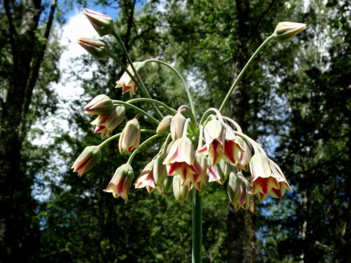 Honungslök Nectaroscordum siculum blomma med upprätt stängel och hängande klockformade blommor mot skogsbakgrund.