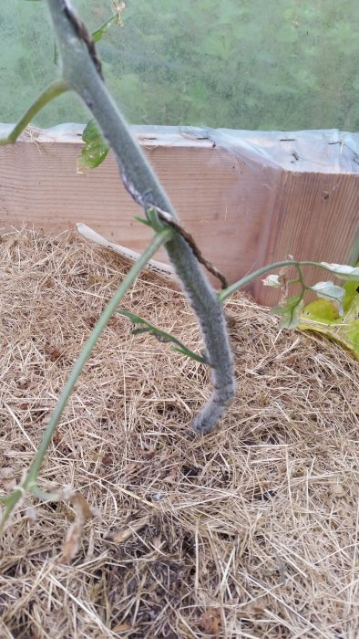 Tomatplanta med en utväxande tjyv längre ner på stammen mot bakgrund av halm och växthusvägg.
