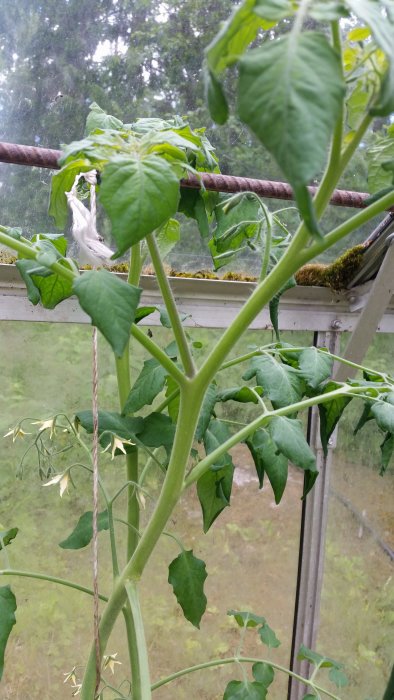 Tomatplanta med beskrivna tjyvar och blomklasar inne i ett växthus.