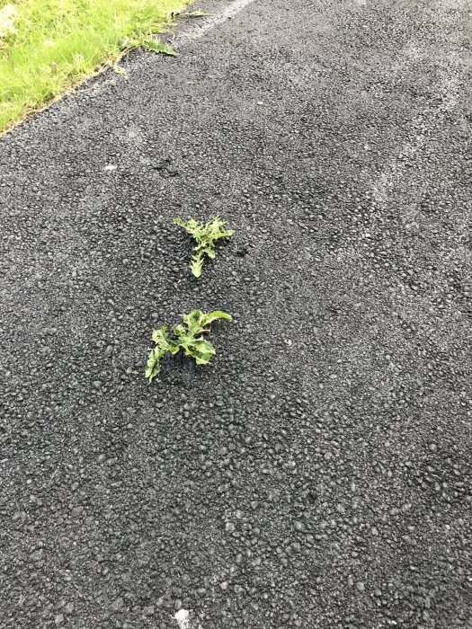 Maskrosor som växer genom nyasfalterad uppfart efter en vinter.