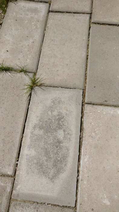 Gångplattor med gräs som växer mellan, och några rena fogar där "kladd" saknas.