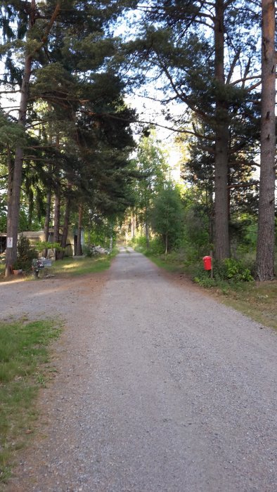 Grusväg omgiven av gröna träd leder genom en lugn skogsmiljö med klar himmel i bakgrunden.