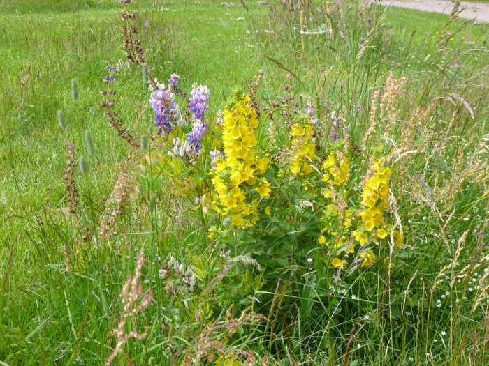 Lupiner och praktlysing i ett vilt växande fält, symboler för invasiva arter i naturen.