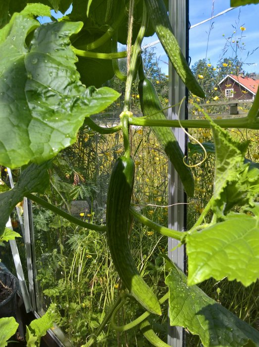 Gurkplantor med flera mogna gurkor i ett växthus, blad och stammar i förgrunden.