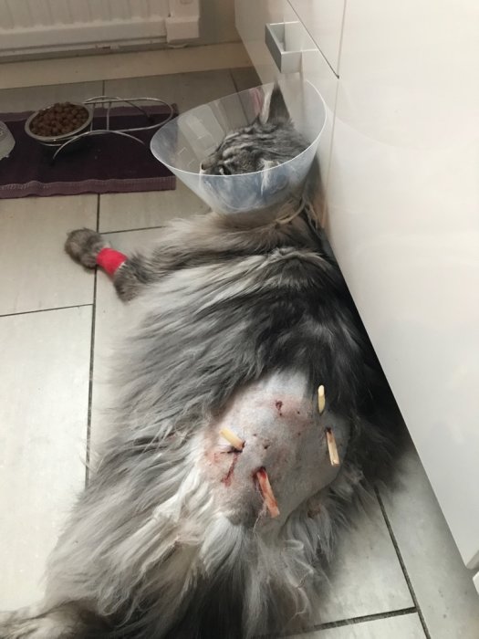 Katt med tratt runt huvudet och bandage på ben, visar upp skador och stygn på magen.