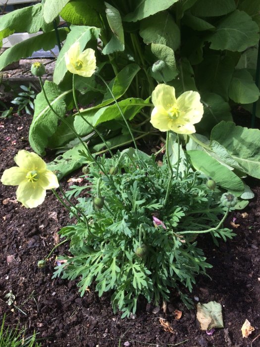 Nyligen planterad japansk vallmo med ljusgula blommor och friskt grönt bladverk i jord.