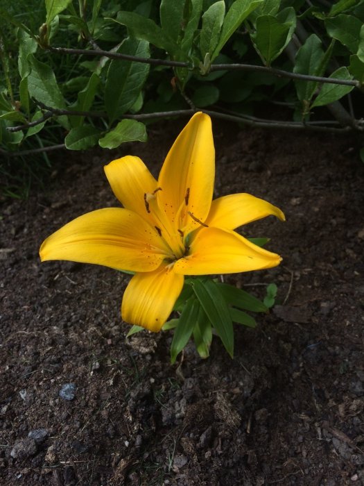 Nyplanterad gul lilja i jord med gröna blad och svarta fläckar på kronbladen.