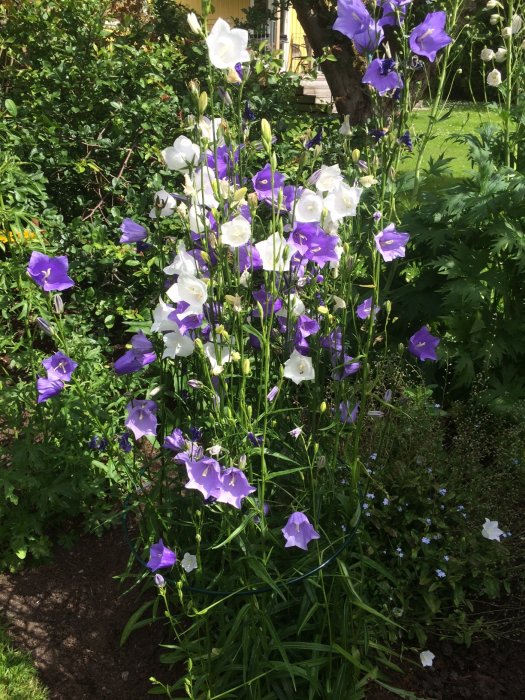 En blandning av vita och lila blommor, möjligen japansk vallmo, i en solig trädgård med grönskande bakgrund.