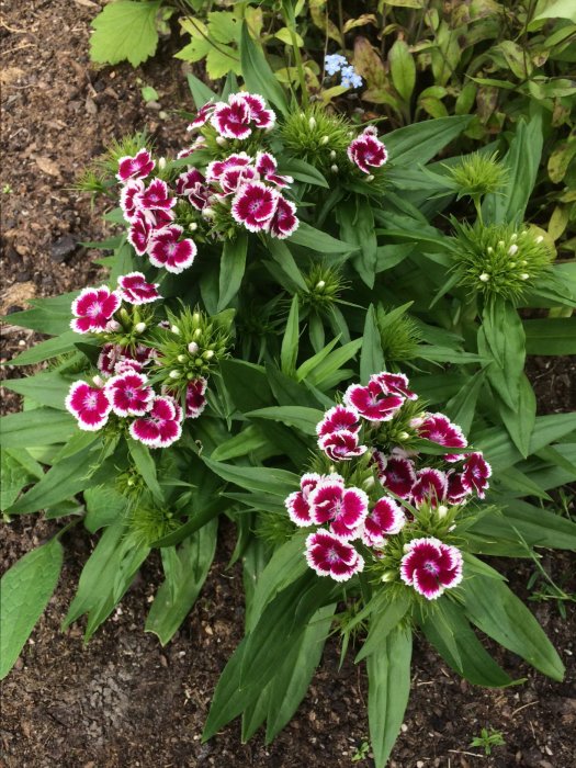 Nyplanterade japanska vallmo med vita och röda blommor och grönt bladverk i trädgårdsjord.