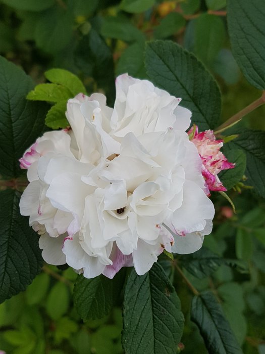 Vit blommande rosen Louise Bugnet med gröna blad och en liten insekt på ena blomman.