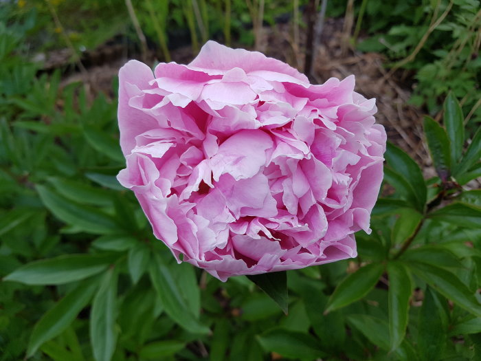 Närbild på en rosa pion i blom mot oskarp grönska, illustrerar beskrivning av doftande blommor.