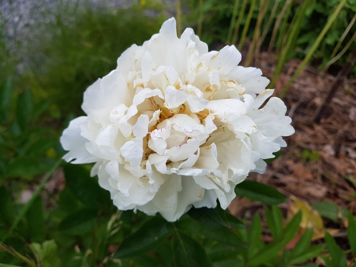 Vit blommande pion med lövverk i en trädgård, närbild.