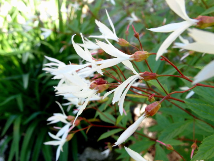 Vita stjärnliknande blommor av Gillenia trifoliata mot en suddig bakgrund av gröna blad.