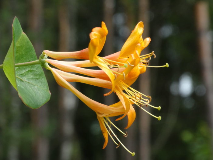 Orange blommor av Lonicera x tellmanniana, även känd som tellmankaprifol, med grönt blad mot suddig bakgrund.