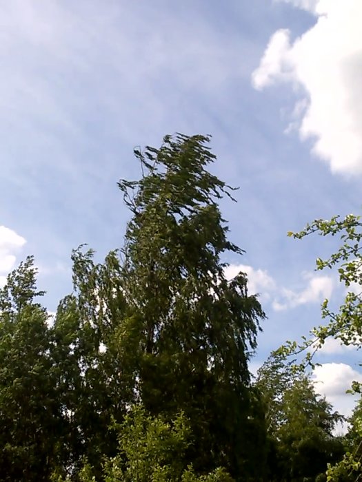 Träd som böjer sig i kraftig vind mot en bakgrund av blå himmel och vita moln.