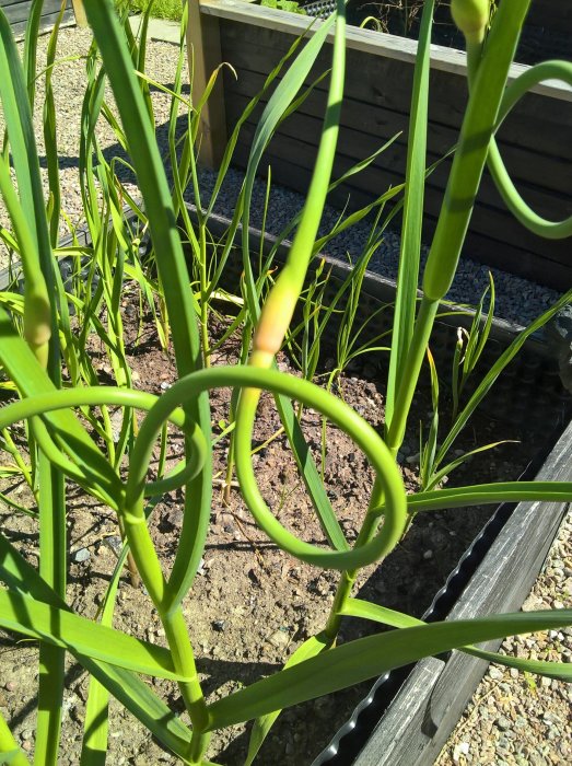 Blomstjälkar på vitlökspjäser spirar i en träodlingslåda med fokus på en böjd stjälk i förgrunden.