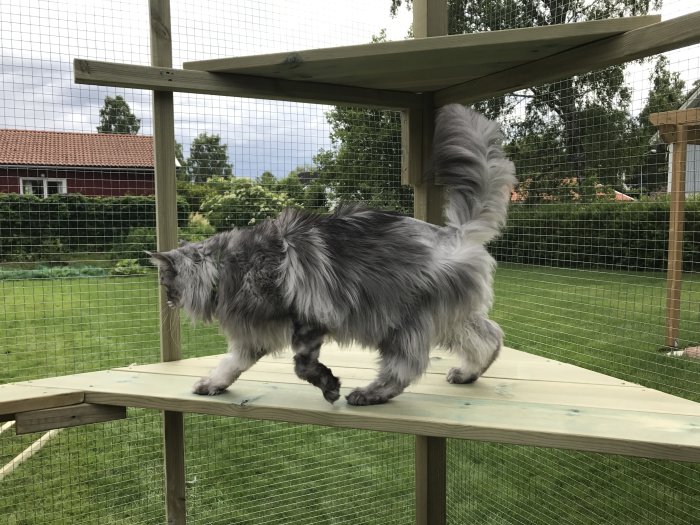 Långhårig katt inspekterar en nybyggd träkonstruktion utomhus i en trädgård.