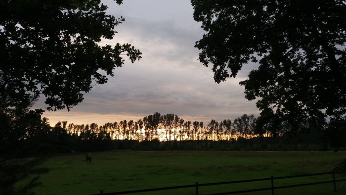 Solnedgång över en äng med silhuetter av träd och en ensam häst vid staketet.