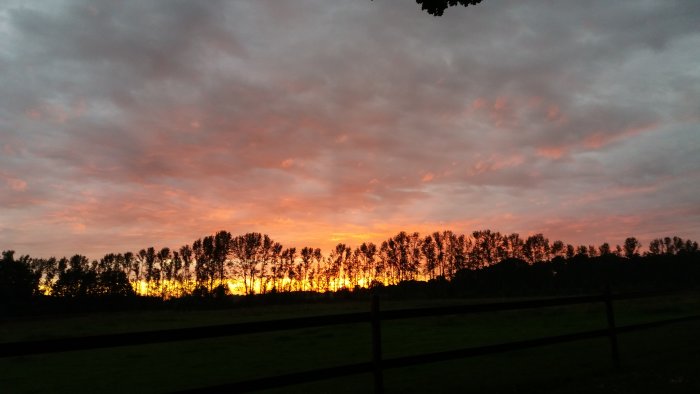 Solnedgång med orange himmel bakom träd och ett stängsel på en äng.