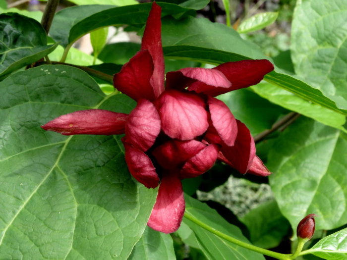 Röd blomma av kryddbusken Calycanthus x raulstonii 'Hartlage Wine' med gröna blad i bakgrunden.