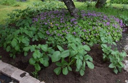 Välvårdad potatisodling med frodiga potatisplantor och lila blommor i en trädgård.