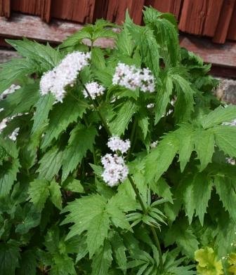 Vit blomma av bergklint med stark doft i en rabatt med frodiga gröna blad.