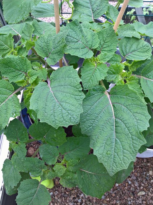 Lush Physalis plant with large green leaves growing in a gardening environment.