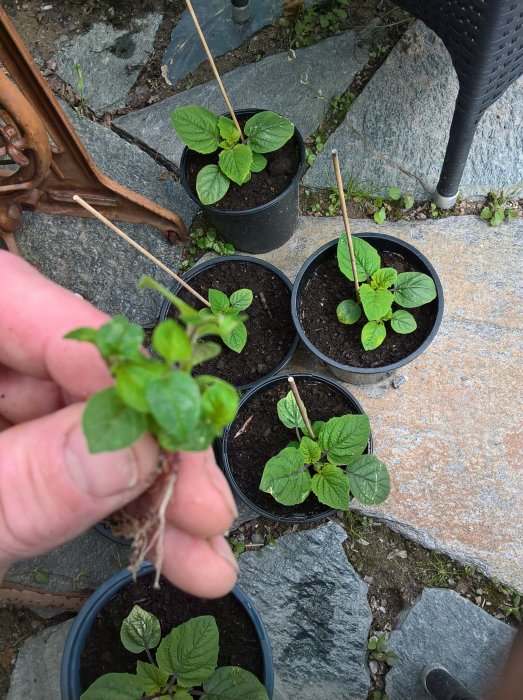 Hand som håller en liten Physalis- eller kapkrusbärsplanta framför flera krukor med plantor.