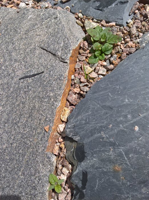 Nyplanterat kapkrusbär växer mellan stenplattor och grus på en solig yta.