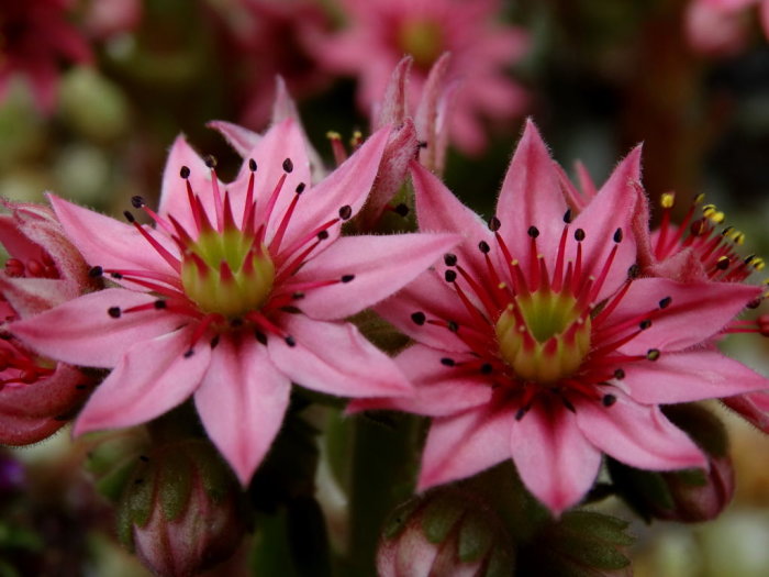 Närbild av rosa blommor från samma art med synliga ståndare och pistiller.