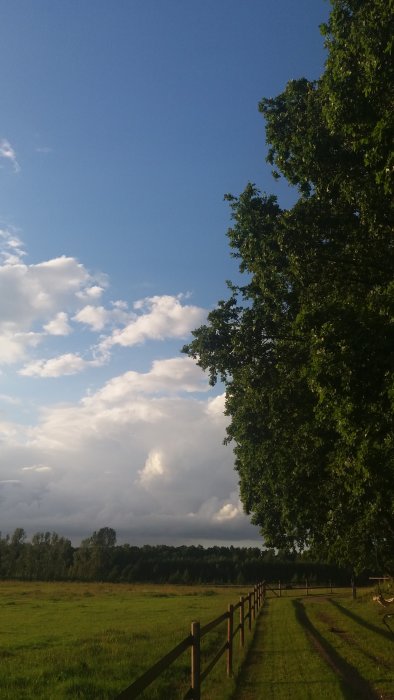 Nyklippt gräsmatta med en trädstånd vid sidan, staket och en solig himmel med moln.