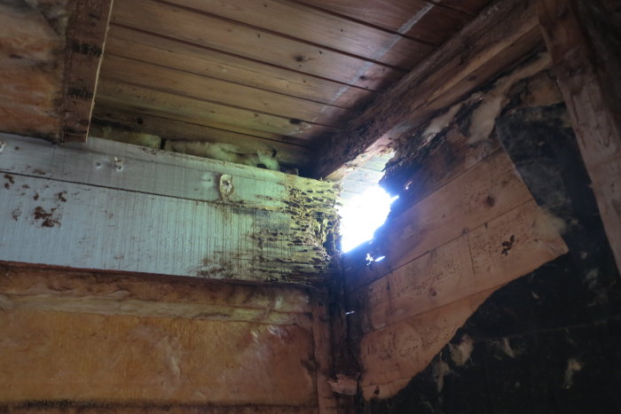 Skadat takhörn i en bastu med missfärgat och ruttet trä samt synlig isolering - tecken på fuktskador och möjlig myrorangrepp.