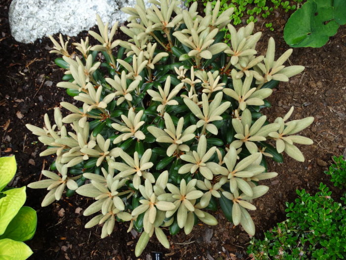 Rhododendron 'Schneekissen' med ljusgröna blad och indumenterad nytillväxt i trädgårdsmiljö.