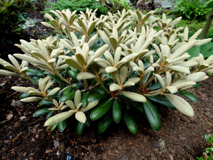 Rhododendron 'Schneekissen' med indumenterad nytillväxt i en kompakt form i en trädgård.