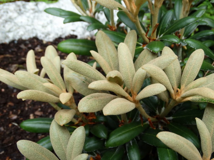 Indumenterad nytillväxt på Rhododendron 'Schneekissen', kompakt växt med grågröna blad.