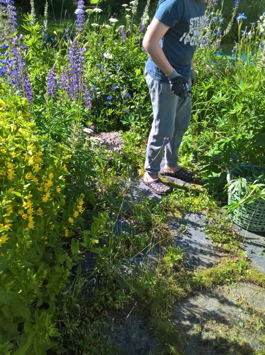 En tonåring rensar ogräs i en trädgård full av olika växter och blommor på en solig dag.