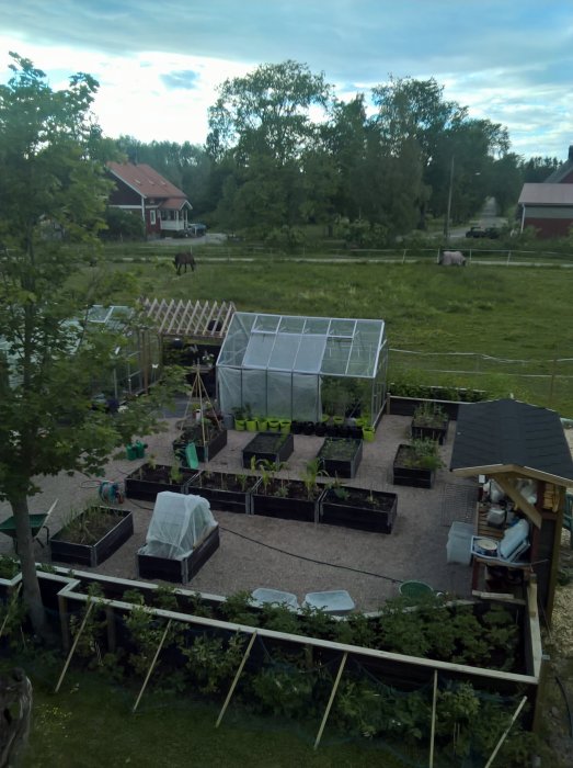 Organiserad trädgård med växthus, odlingslådor och grannens hästar på ängen i bakgrunden.