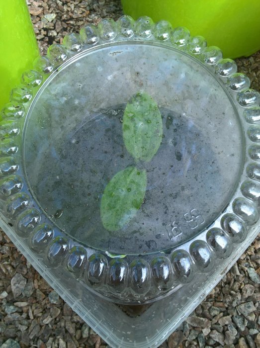 Två unga plantblad inne i en genomskinlig plastbehållare med vattendroppar och stenar i bakgrunden.