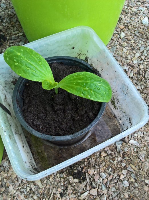 Ung planta av squash med stora gröna blad i en kruka, vattendroppar på bladen, på grusig mark.