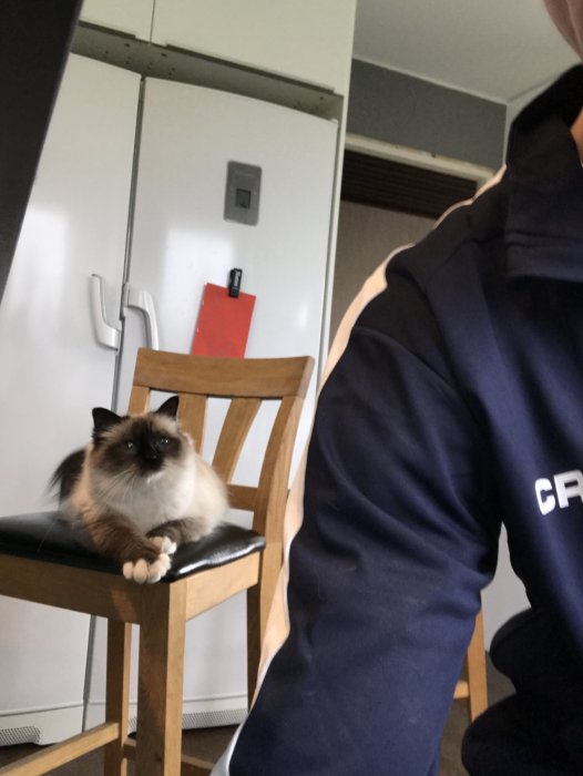 Siamesisk katt som sitter på en brun stol bredvid en person och ett vitt skåp i bakgrunden.