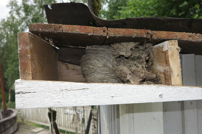 Skadad takfot med inbyggd näste för getingar och del av skarvad taksparr synlig.